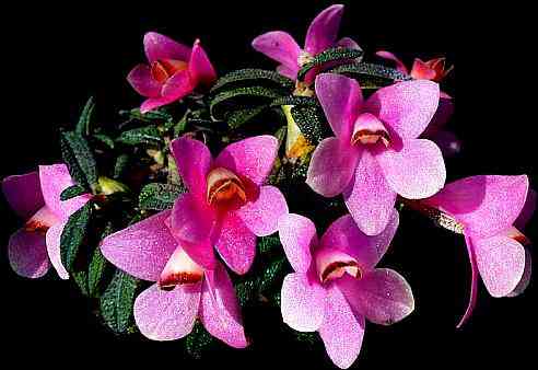 Dendrobium cuthbertsonii 